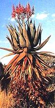 aloe.JPG (11943 bytes)