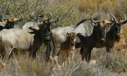 Aquila Private Game Reserve, Western Cape, South Africa