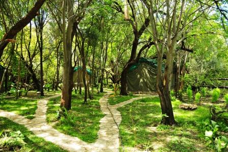 Bush Baby Lodge and Camping Grootfontein, Namibia