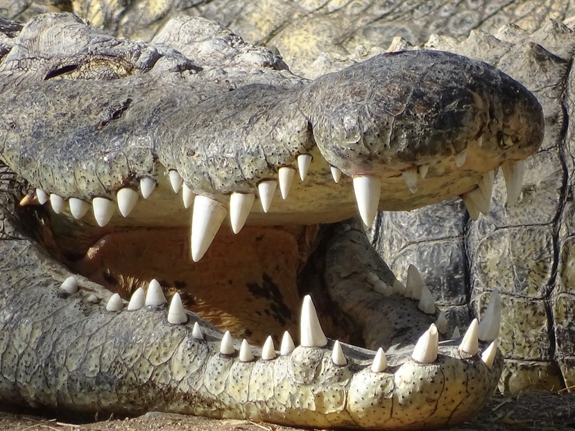 Crocodile at Crocodile Farm in Otjiwarongo, northern Namibia