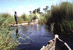 Crocodile Camp Maun, Ngamiland, Botswana