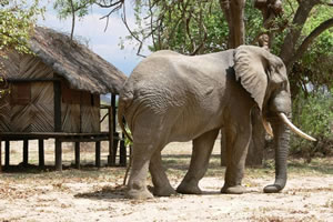 Croc Valley Boutique Camp South Luangwa National Park, Northern Province, Zambia