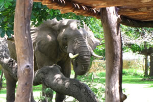 Croc Valley Boutique Camp South Luangwa National Park, Northern Province, Zambia