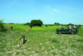 Duba Plains Camp Wilderness Safaris Botswana