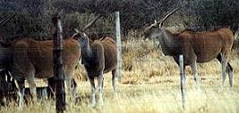 elands.JPG (10795 bytes)