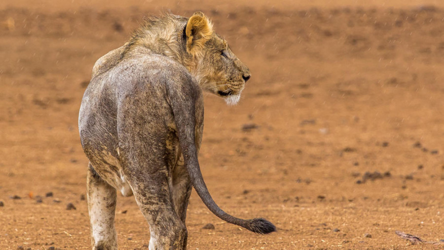 Hobatere Lodge, Damaraland, Namibia