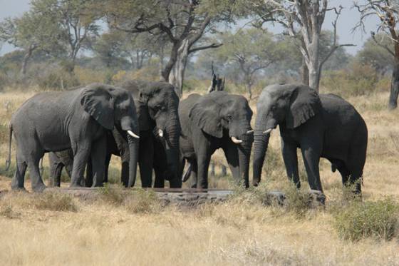 Sikereti Camp Khaudum National Park, Namibia