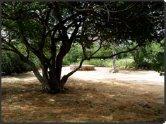 Kudubos Camp Otjiwarongo area, Namibia