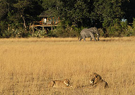 Kwetsani Camp, Wilderness Safaris, Botswana