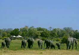 Little Mombo Camp, Wilderness Safaris, Botswana