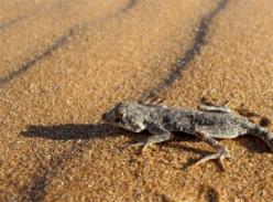 Living Desert Adventures Namibia