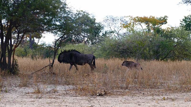 Mangetti National Park, Namibia