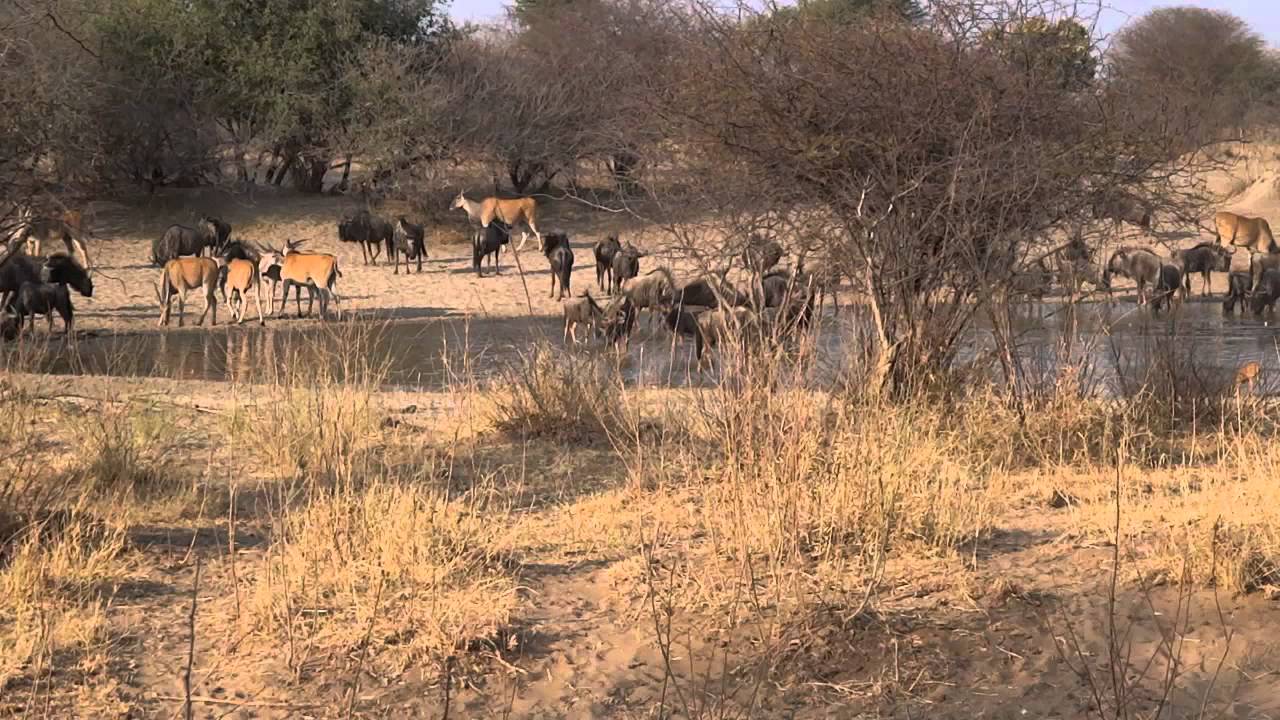 Mangetti National Park, Namibia