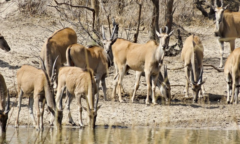 Mangetti National Park, Namibia