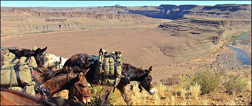 Mule Trails Namibia