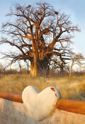 African Baobab