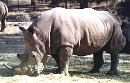 rhino.JPG (15303 bytes)