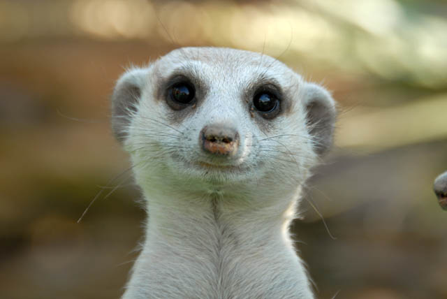 Rostock Ritz Desert Lodge, Namibia: meerkats