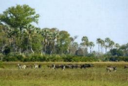 Seba Camp Wilderness Safaris, Botswana