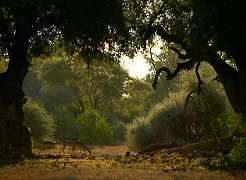 Shalimpo Game Lodge Tuli Block, Botswana