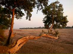 Shalimpo Game Lodge Tuli Block, Botswana