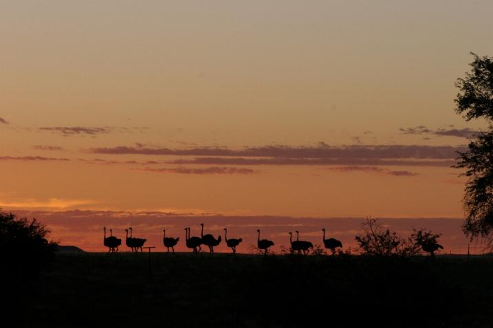 Tirool Aus, Namibia