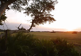 Tubu Tree Camp Wilderness Safaris Botswana