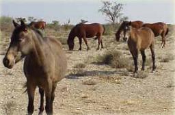 Weissenfels Guest Farm Windhoek, Namibia