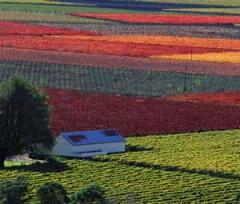 Yellow Lodge, Stellenbosch, Western Cape, South Africa