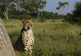 Zibalianja Camp Wilderness Safaris, Botswana